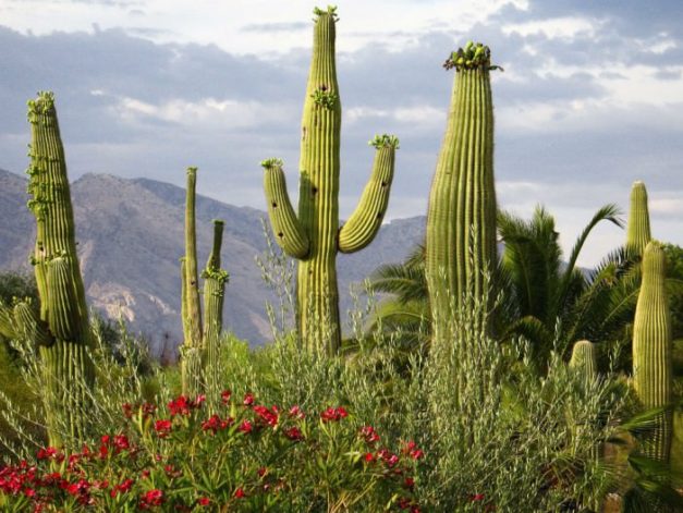 Una mujer es enana por un cactus saguaro. El saguaro es un cactus parecido  a un árbol que puede crecer hasta tener más de 70 m (21 pies) de altura. Es  nativo